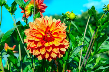 - one two-color dahlia - orange and red