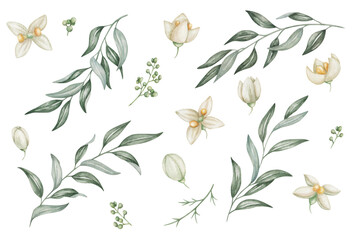 Watercolor set of illustrations. Hand painted branches with blooming flowers in white, beige colors with four petals, yellow center, buds, green leaves. Olive tree. Isolated floral, botanical clip art - obrazy, fototapety, plakaty