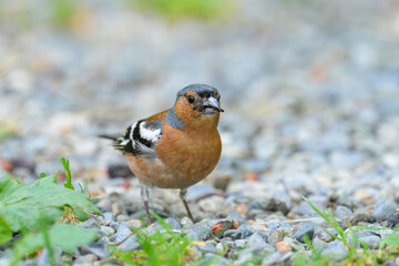 A male Common Chaffinch standing on the ground
