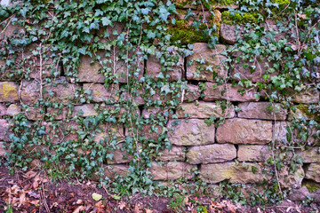 Stone Wall Overgrown with Ivy