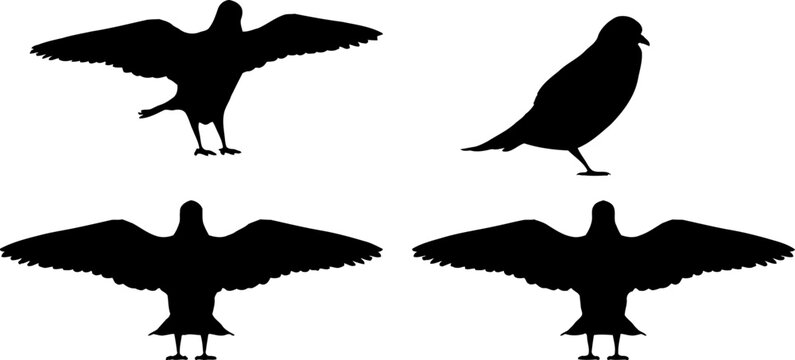 Black Silhouette  bird vector illustration