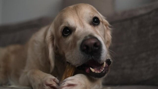 The dog is lying on the couch chewing on an edible bone. A golden retriever chews a healthy tasty treat for his teeth.