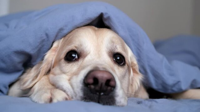 Cute dog lying on a bed in a sleeping room. A golden retriever lies under a warm blanket and looks at the camera. Concept of pets sleeping on beds with people