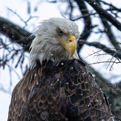 Bald eagle snow