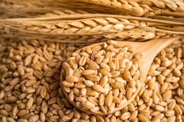 Grains wheat, trade export and economy concept.