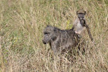 Bärenpavian / Chacma baboon / Papio ursinus