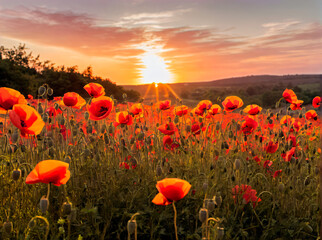 Poppies: The Bright and Delicate Flowers that Bloom in the Countryside and Create a Peaceful and Scenic Landscape at Sunset