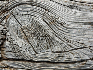 Nahaufnahme der Maserung des Holzes von einem alten Baum - 726461730