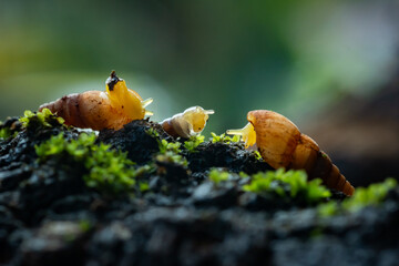 Spiked awlsnail on mossy tree branch, with natural bokeh background and shallow depth of field