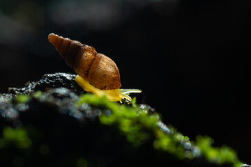 Spiked awlsnail on mossy tree branch, with natural bokeh background and shallow depth of field