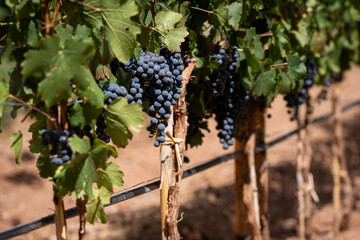 uvas en parral