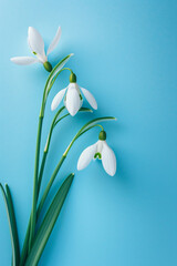 Creative layout made with snowdrop flowers on bright blue background. 