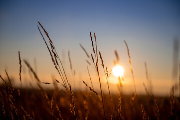 a field with tall grass and the sun setting