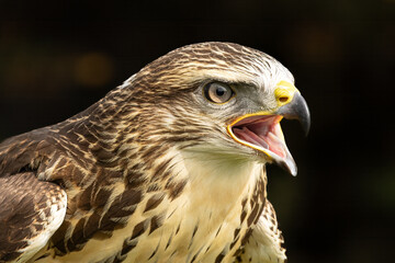 Fototapeta premium European Buzzard