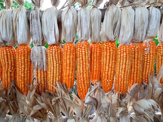 dried corns hanging in rows