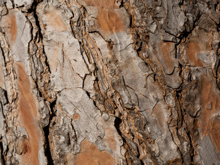 texture of an old tree trunk
