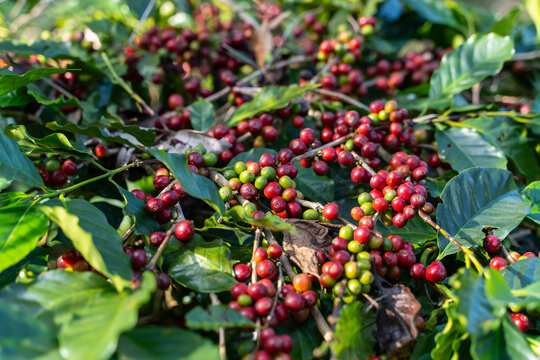 fresh coffee cherry on the coffee tree