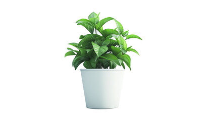 Plant in pot. Green plant