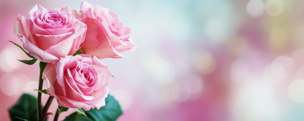 Pink roses delicate pastel background banner for Valentine's Day.
