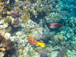 Obraz na płótnie Canvas Beautiful fish in the coral reef of the Red Sea