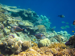 Beautiful fish in the coral reef of the Red Sea