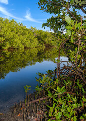 A window view of a mangrove coast with a closeup of red mangrove, Rhizophora mangle,  in the foreground. Part of the  Cockroach Bay Aquatic Preserve along Tampa Bay in Hillsborough County, FL. 
