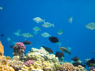 Beautiful fish in the coral reef of the Red Sea