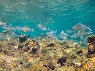 Beautiful fish in the coral reef of the Red Sea