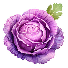 Obraz premium young red cabbage on a png background. ​​violet vegetable on the table. salad cooking concept. illustration of diet food. purple cabbage close up.