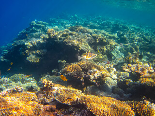 Beautiful fish in the coral reef of the Red Sea