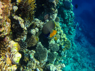 Beautiful fish in the coral reef of the Red Sea