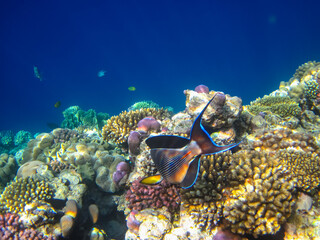 Beautiful fish in the coral reef of the Red Sea