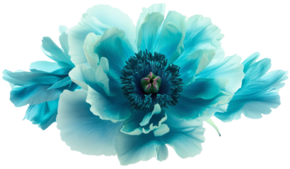 Turquoise flower with clipping path no shadows. Closeup. Nature