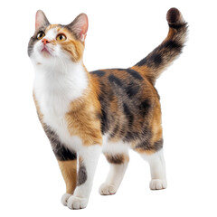 Naklejka premium studio portrait of domestic calico cat standing and looking forward