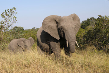 Afrikanischer Elefant / African elephant / Loxodonta africana