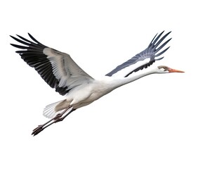 Crane bird flying isolated on white background - obrazy, fototapety, plakaty