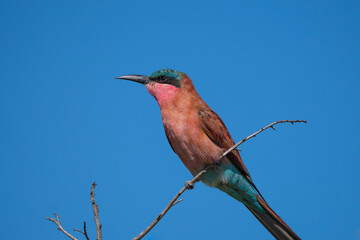 A beautiful Carmine Bee-Eater perched on a branch with clear blue sky as background, Kruger...
