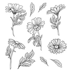 Set of hand drawn echinacea flowers. Illustration, sketch, vector - obrazy, fototapety, plakaty