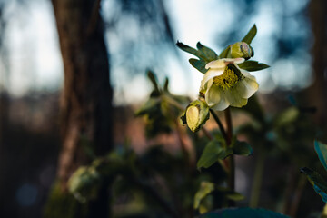 Frühlingserwachen, Frühling im Wald, Blütezeit