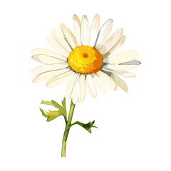 Illustration of a white chamomile flower painted with watercolor on a white background.
