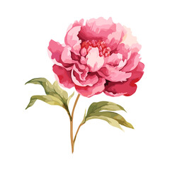 Watercolor illustration of a pink peony flower on a white background.