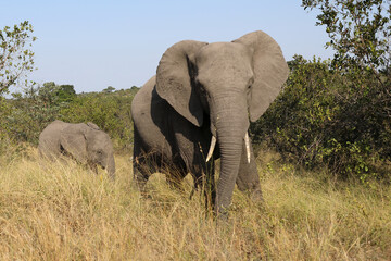 Obraz premium Afrikanischer Elefant / African elephant / Loxodonta africana