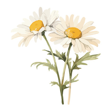 Watercolor painting of a white chamomile flower isolated on a white background.