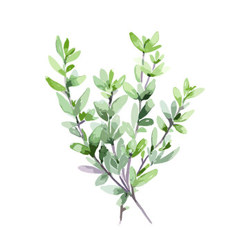 Watercolor painting of thyme plant as a vector, isolated on a white background.
