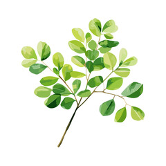 Watercolor illustration of a hand-drawn moringa leaf isolated on a white background.
