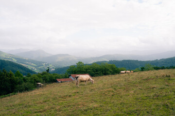 cows behind the wire in the mountains of Spain