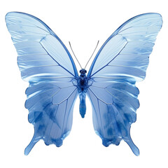 arctic blue butterfly isolated on a transparent background