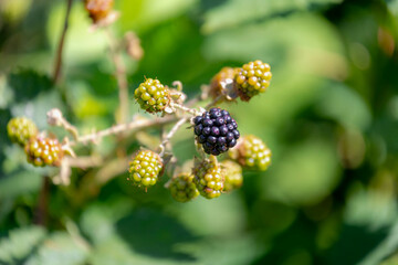 Selective focus of wild blackberries, Branches of ripe, unripe blackberry in the forest, Rubus is a...