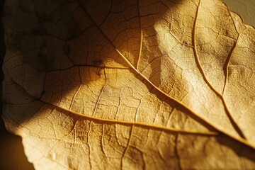 A close up view of a leaf on a table. Suitable for nature, autumn, or environmental themes