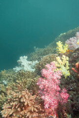 Fototapeta na wymiar Bright Pink Soft Coral on a reef in Musandam, Oman